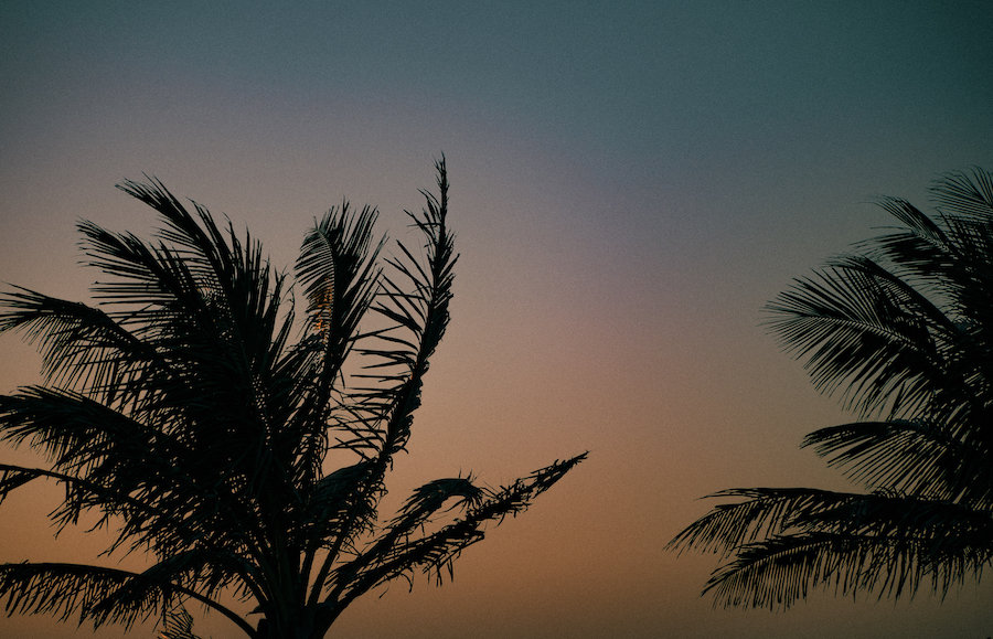 Evening palms